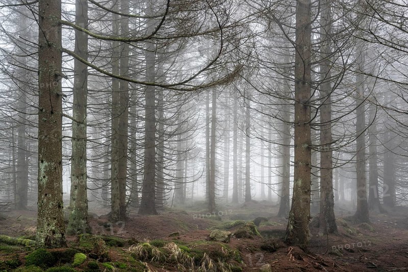 Spruce forest dying due to bark beetle infestation