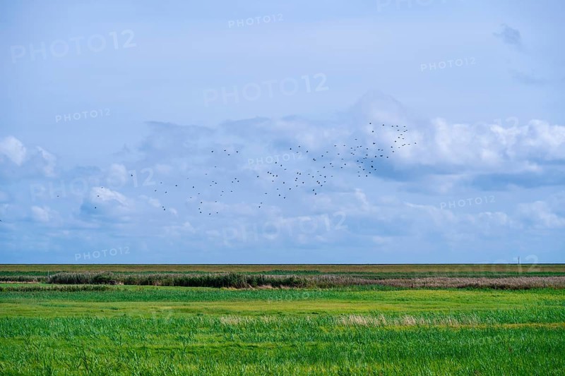 Flock of birds flying over meadows in coastal area