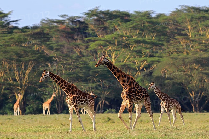 Rothschild's Giraffes
