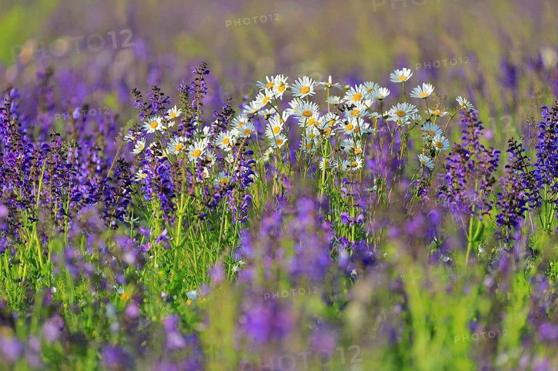 Meadow Clary