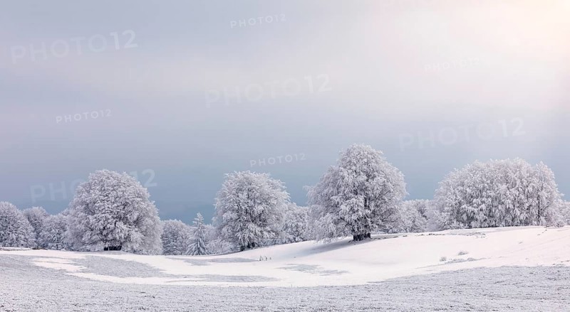 Trees with hoarfrost