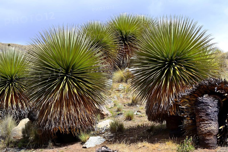 Puya raimondii