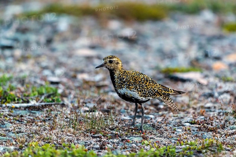 European golden plover