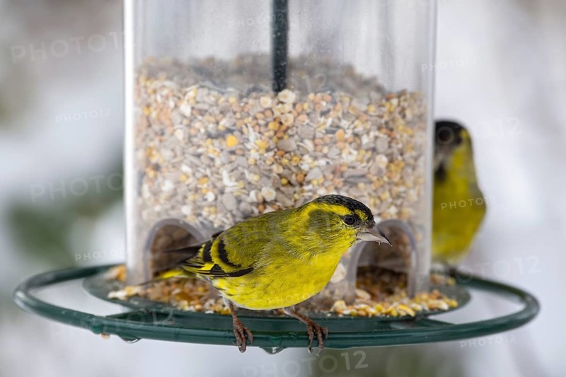 Eurasian siskins