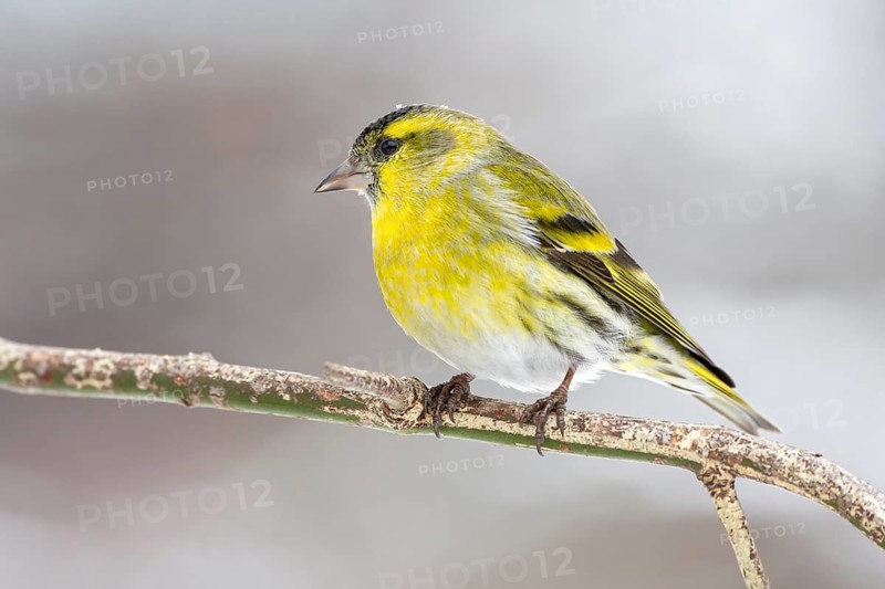 Eurasian siskin