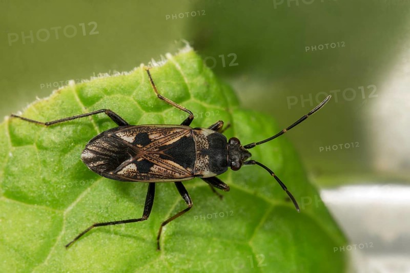 Rhyparochromus vulgaris