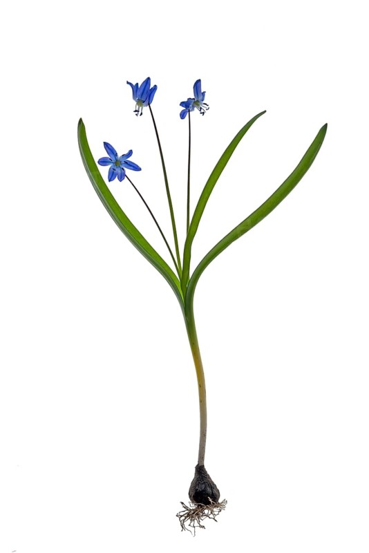 Squill
