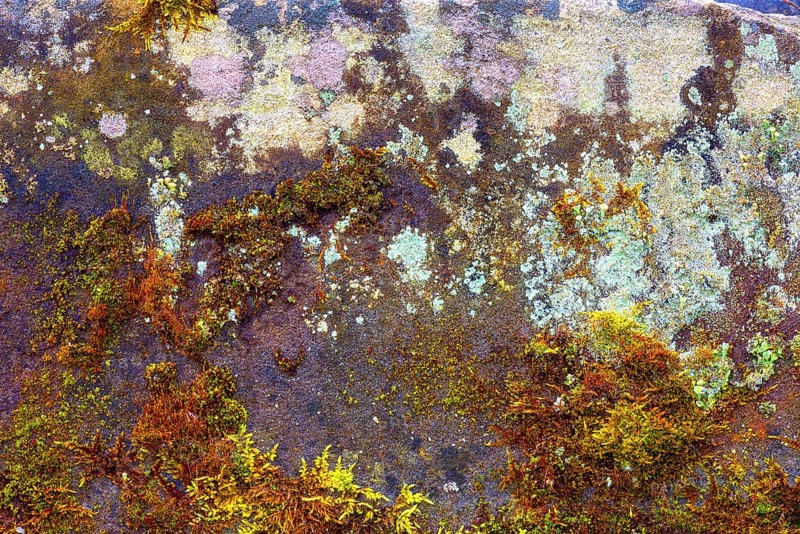 Mossy sand-lime brick