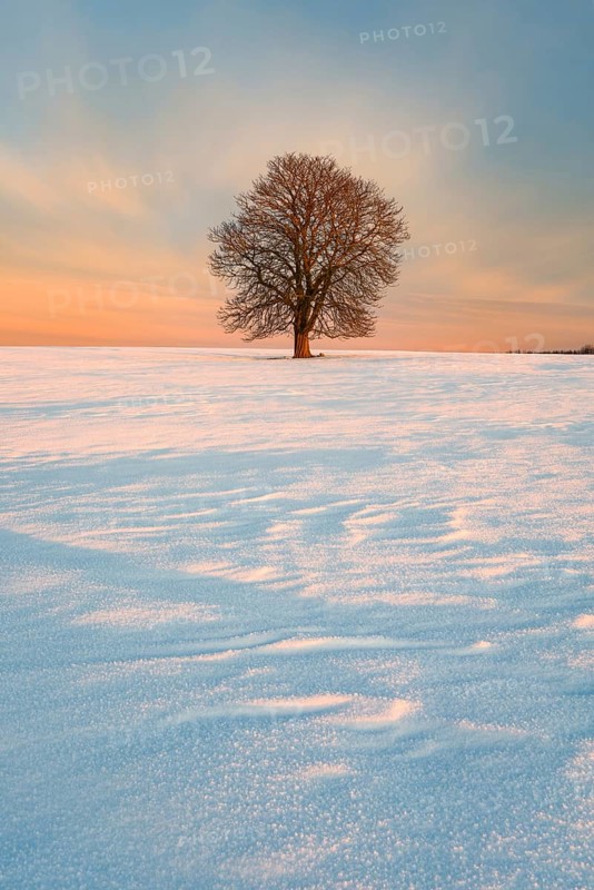 Solitary horse chestnut