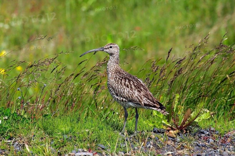 Whimbrel
