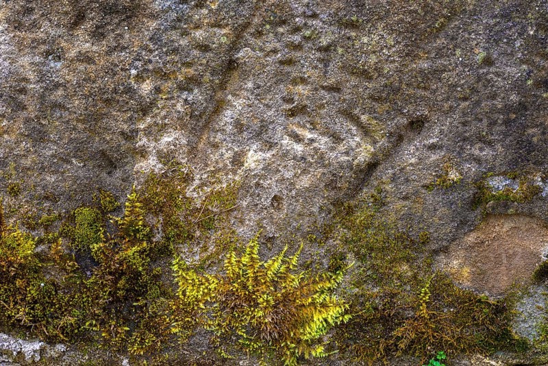 Mossy sand-lime brick