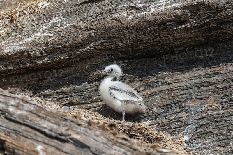 Kittiwake
