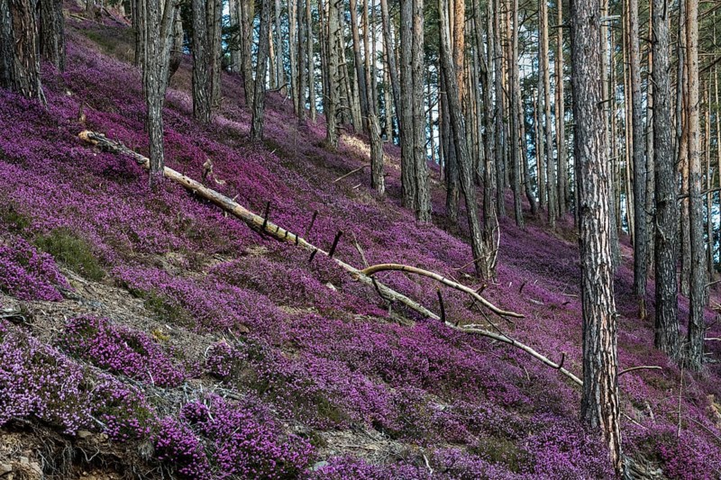 Flowering snow heather