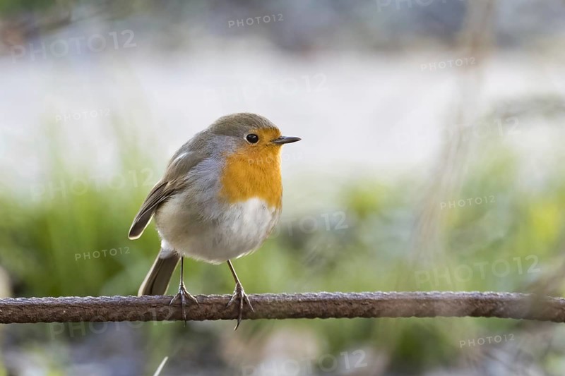 European robin