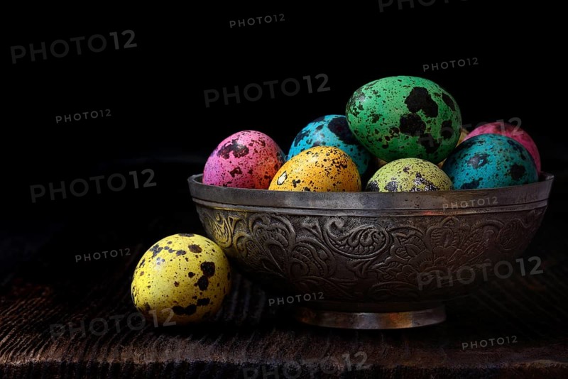 Coloured quail eggs in shell