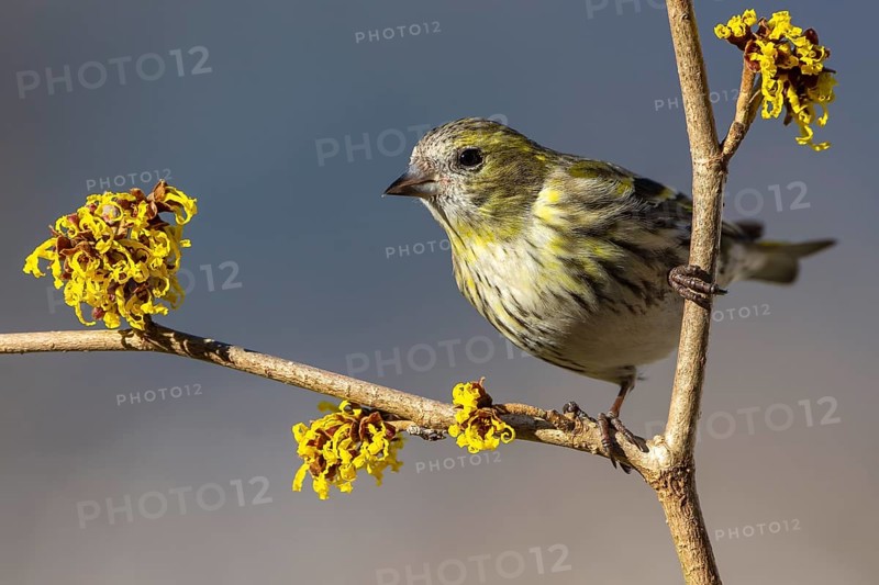 Eurasian siskin