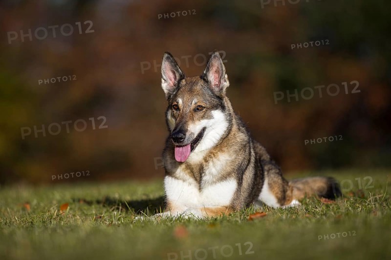 Shepherd dog mixed-breed