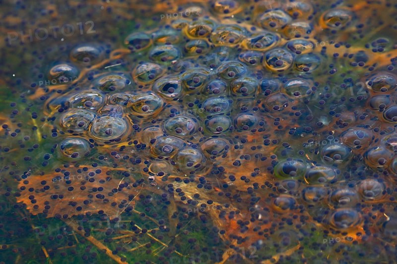 Spawn balls of moor frogs