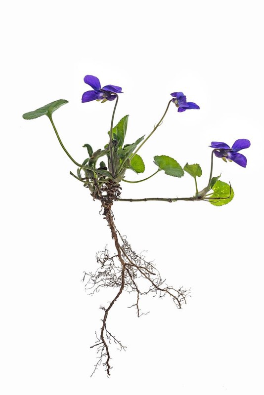 Wood violet