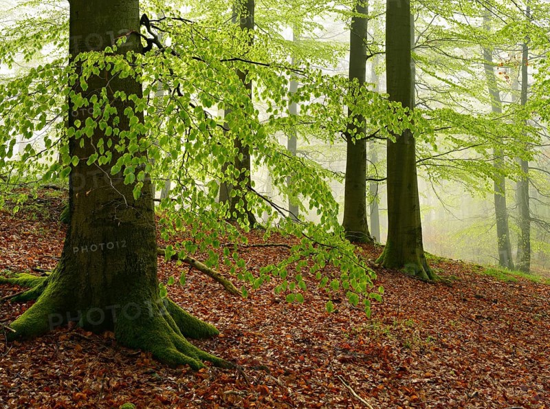 Beech forest with fog in early spring