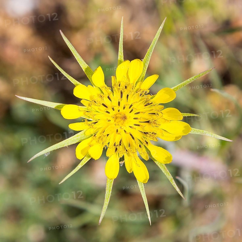 Western salsify