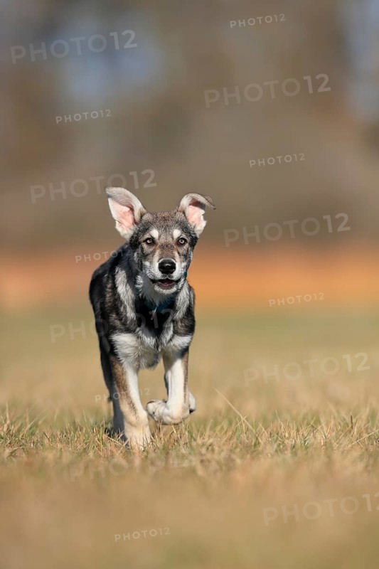 Marxdorf wolfhound