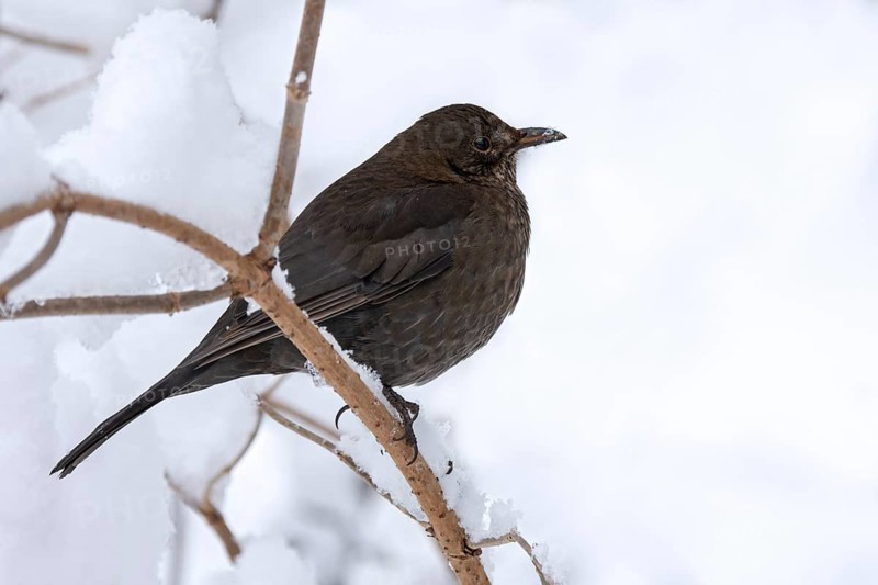 Blackbird