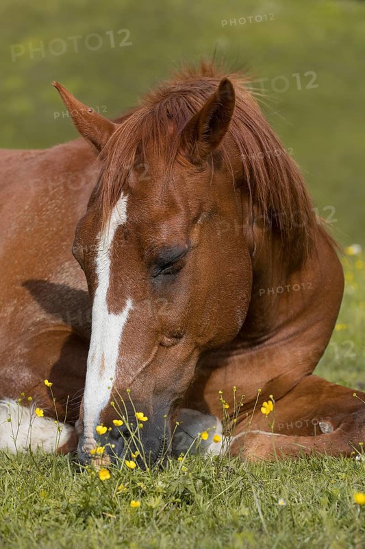 Sleeping warmblood gelding on pasture