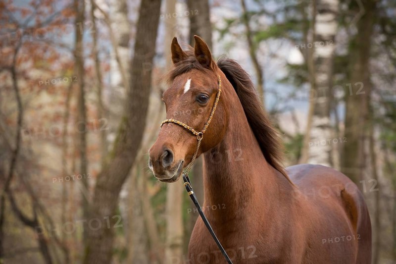 Thoroughbred Arabian gelding chestnut in autumn portrait with decorative halter