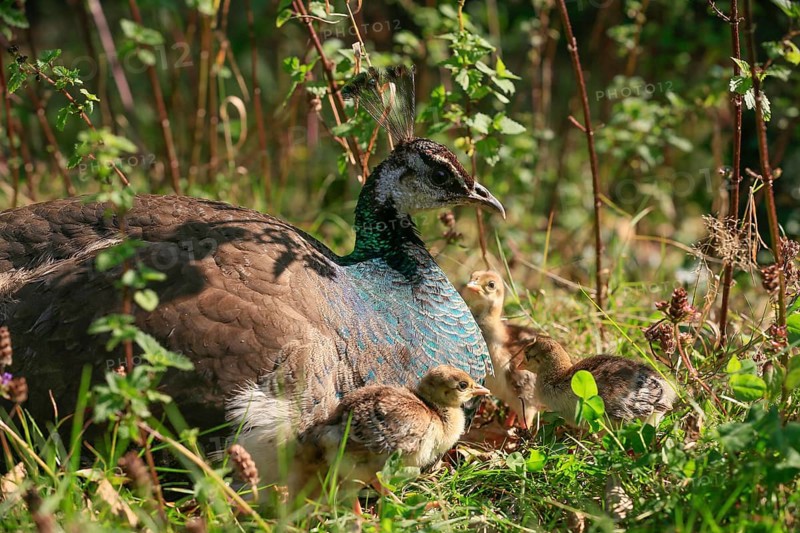 Peacock hen with 1 day old chicks