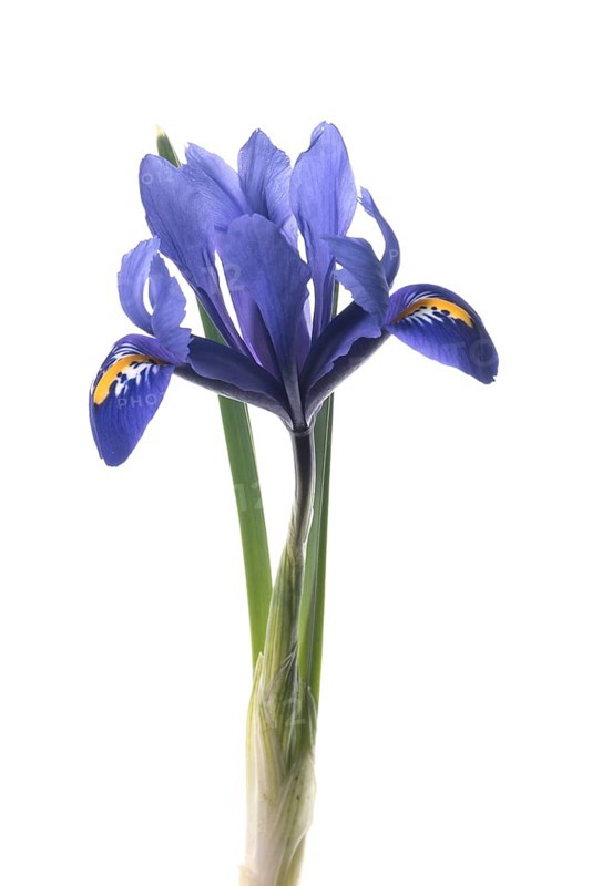 Flower of a reticulated iris