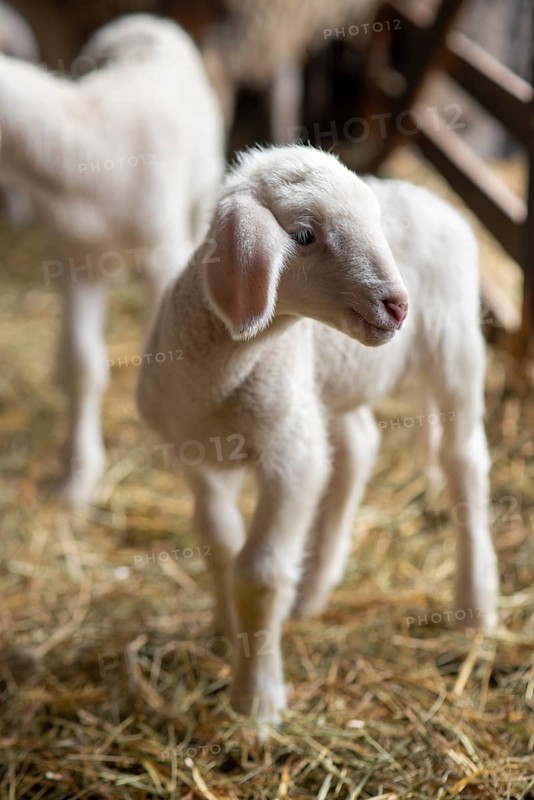 Lamb