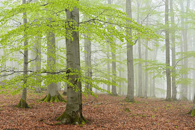 Beech forest with fog in early spring
