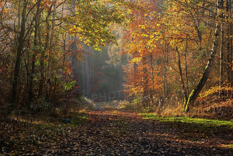 Hiking trail through mixed forest in autumn