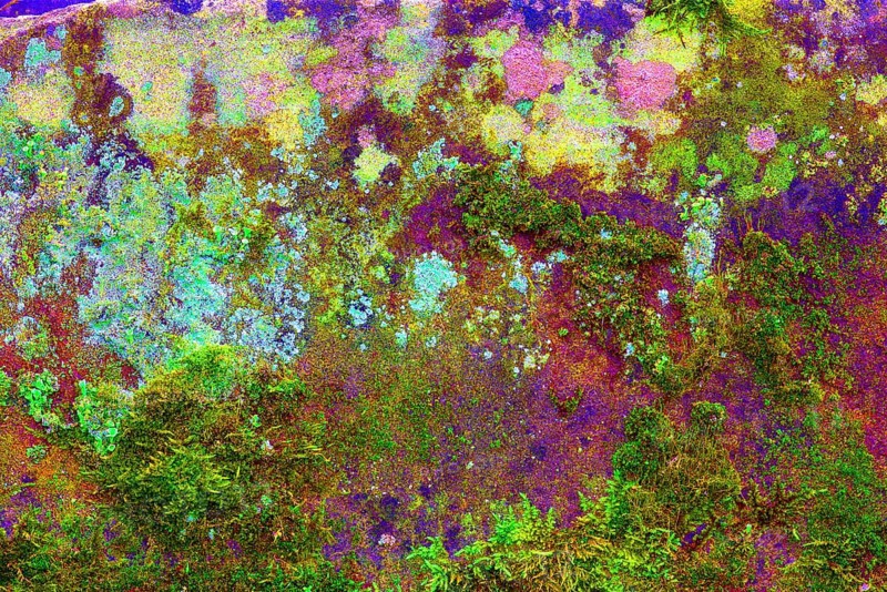 Mossy sand-lime brick