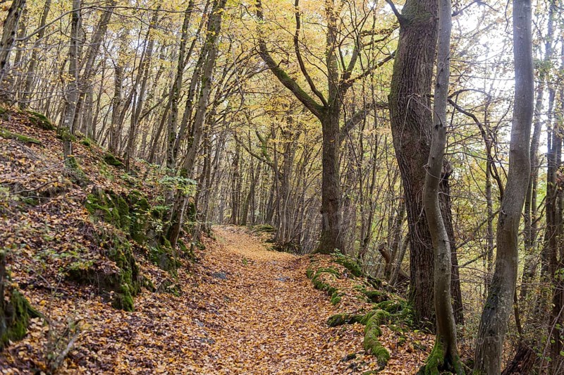 Yellow carpet of leaves on hiking trail