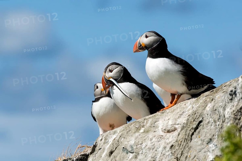 Puffin