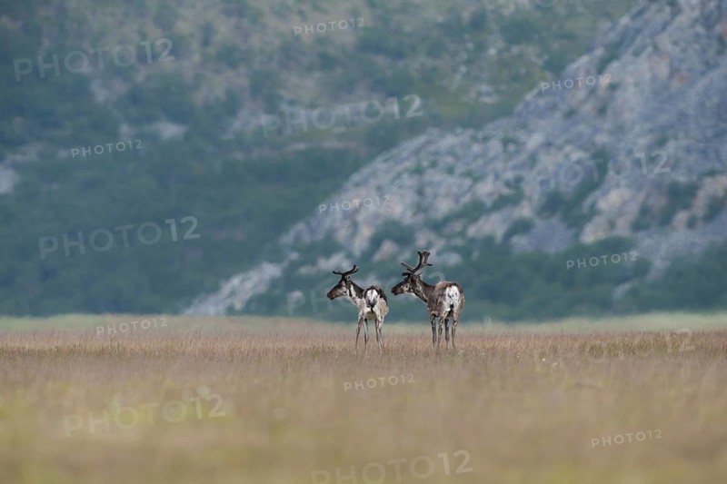 Reindeer