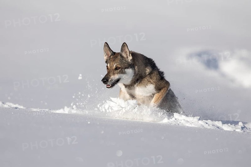 Shepherd dog mixed-breed playing in deep snow