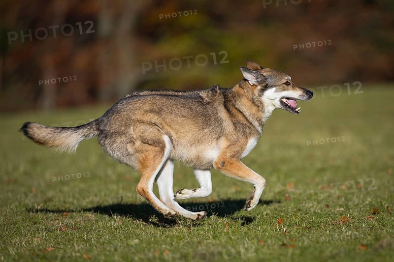Shepherd dog mixed-breed