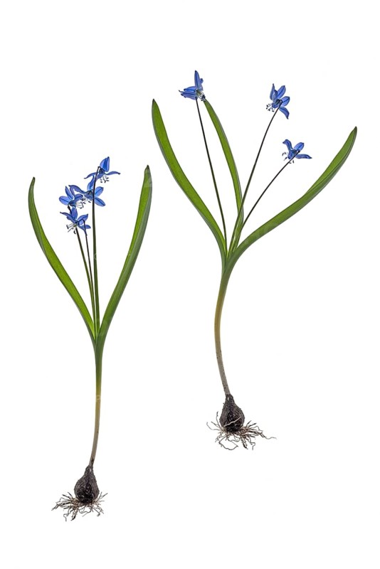 Squills
