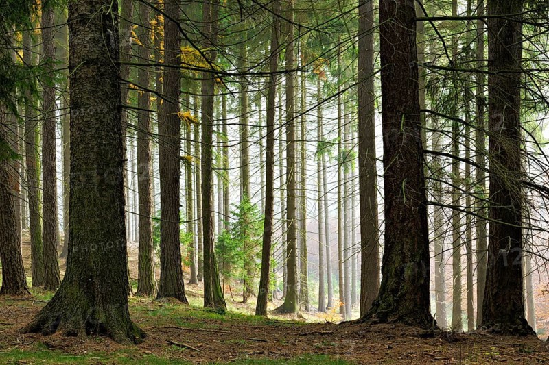 Misty forest in autumn