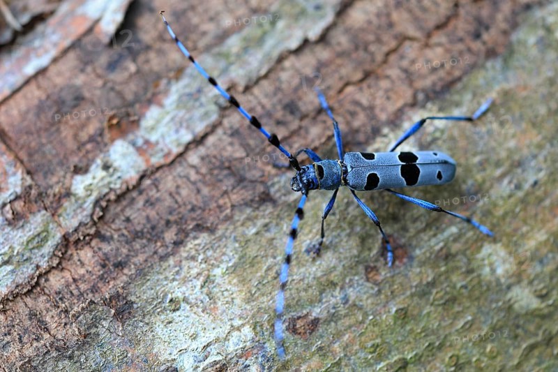 Rosalia longicorn