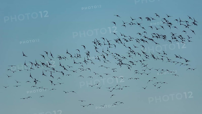 Brent Goose