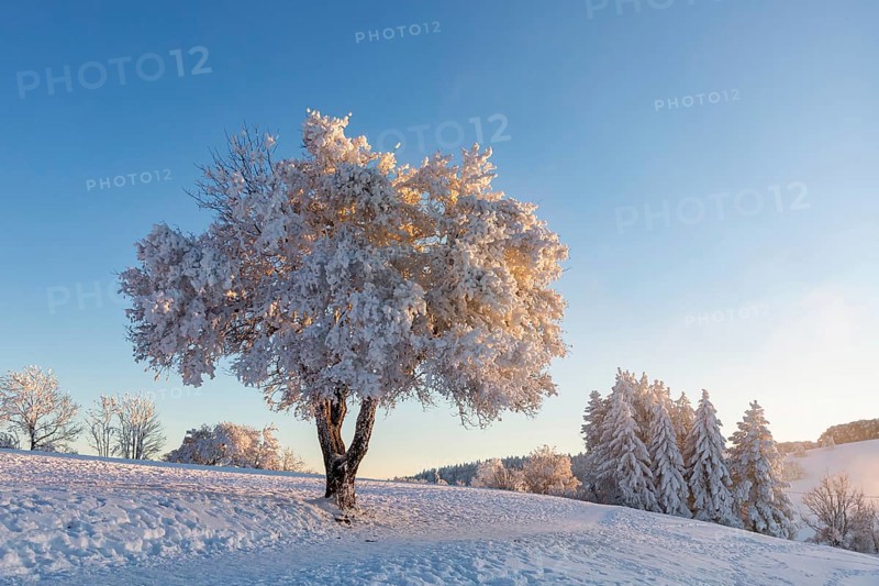 Frozen trees