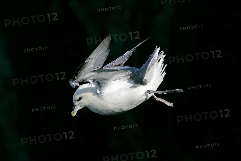 Northern fulmar