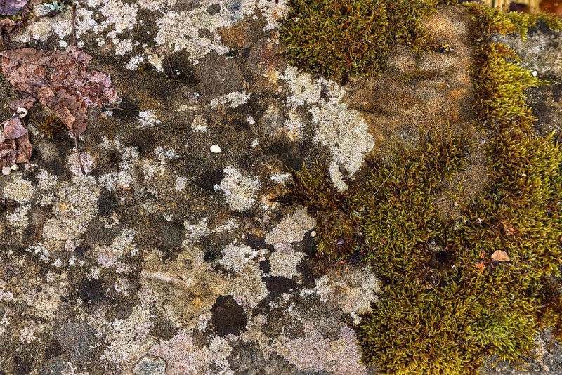 Various mosses on a lime sandstone