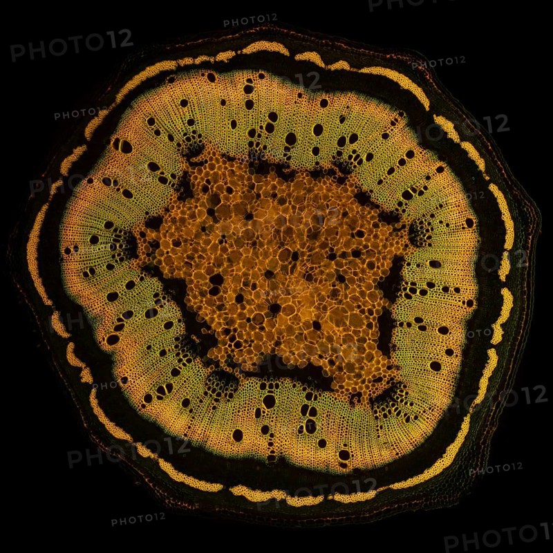 Black locust
