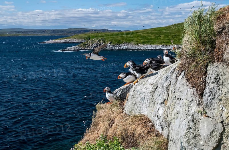 Puffin