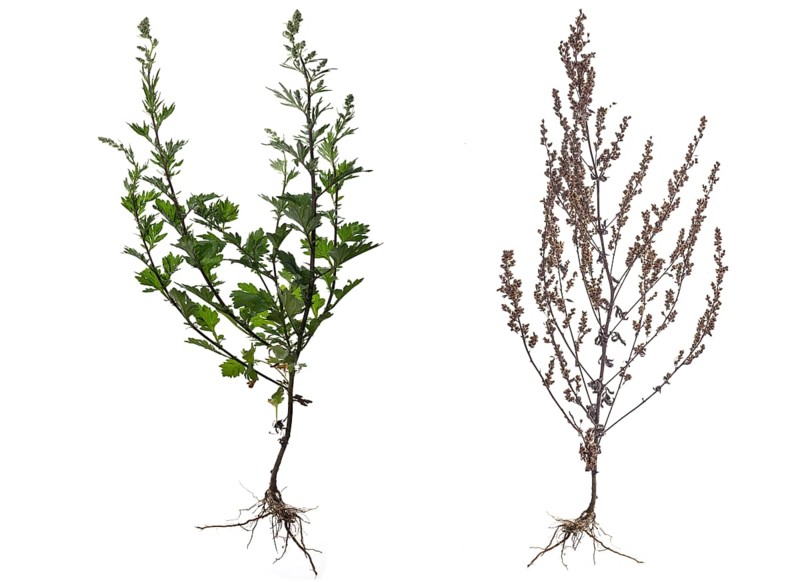 Common Mugwort